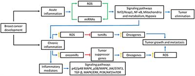 Frontiers A Vicious Circle In Breast Cancer The Interplay Between